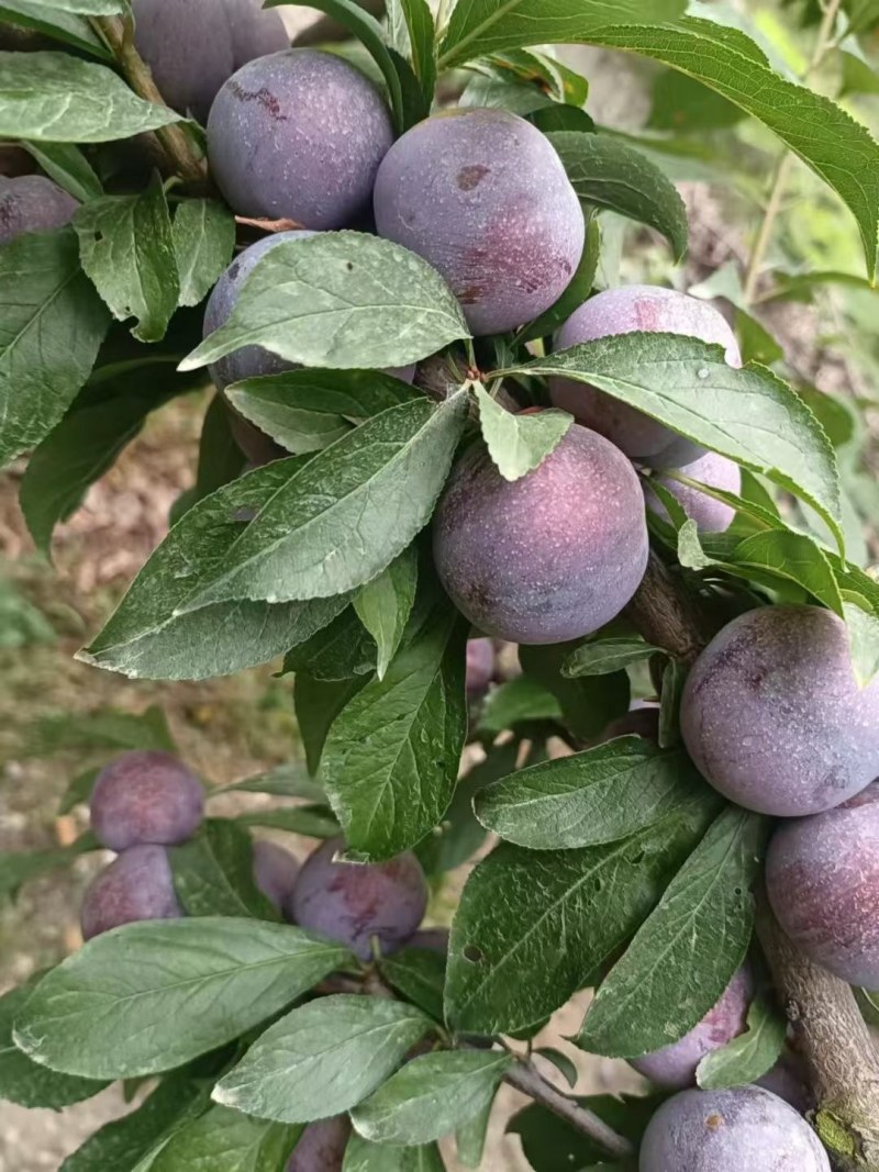 茂县高半山红翠李大量上市，价格美丽需要的联系我