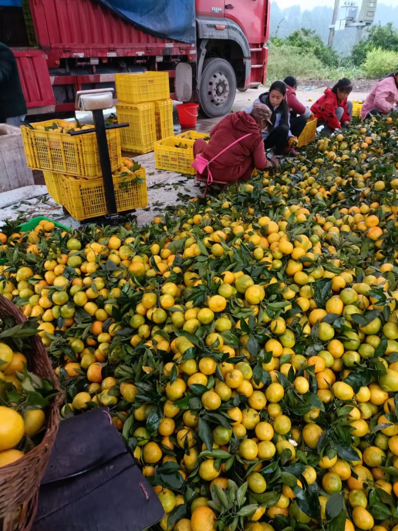 蜜桔，纯甜味，果肉细腻，对接全国电商及批发市场。