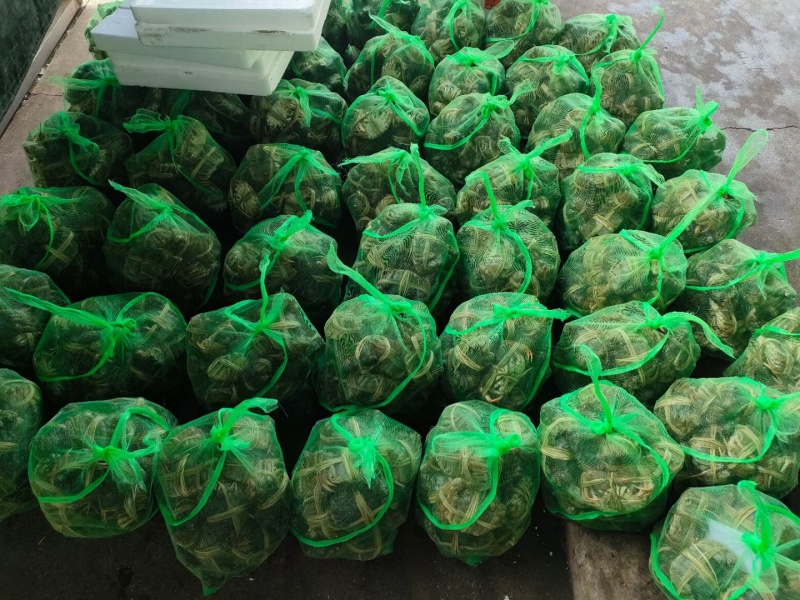 湖北洪湖大闸蟹青壳白底产地直发一手货源保质保量可供商超