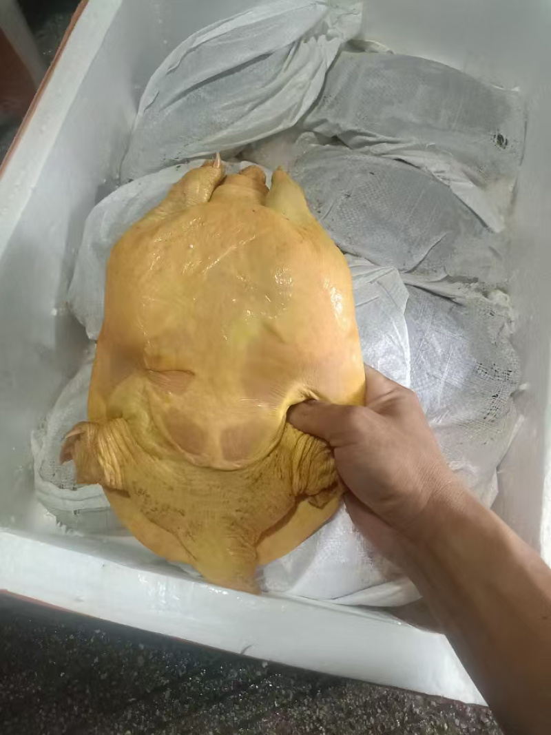 黄沙鳖，公甲鱼，各种年份，各种规格都有