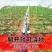 厂家直销加厚浇地灌溉神器布水带管子垄沟地龙多袖水龙带农用水带