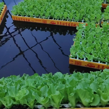 意大利生菜苗基地供应量大质优价格优惠一手货源