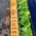 意大利生菜苗基地供应量大质优价格优惠一手货源