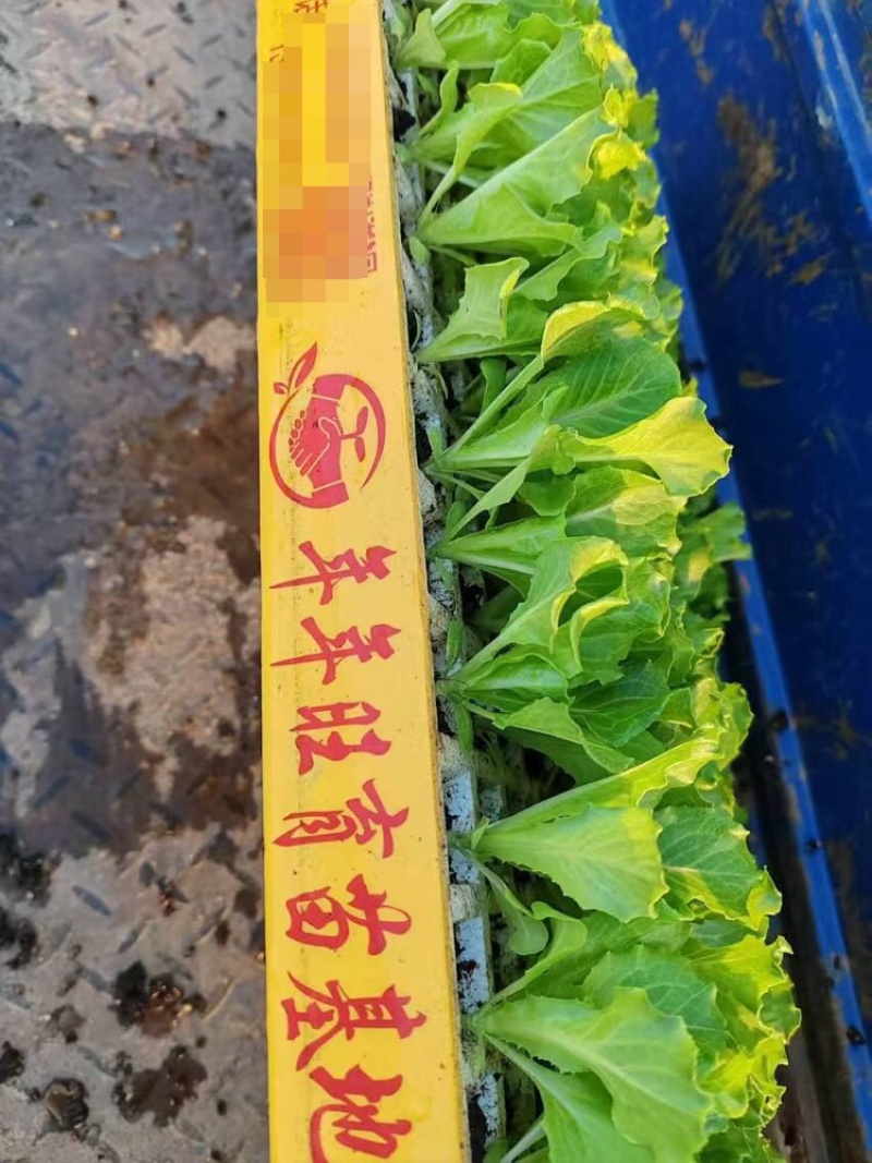 意大利生菜苗基地供应量大质优价格优惠一手货源