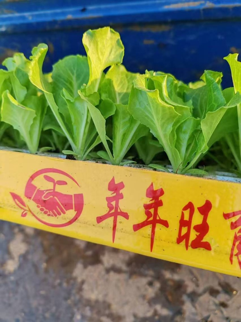 意大利生菜苗基地供应量大质优价格优惠一手货源