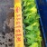 意大利生菜苗基地供应量大质优价格优惠一手货源