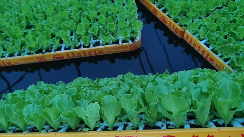 意大利生菜苗基地供应量大质优价格优惠一手货源