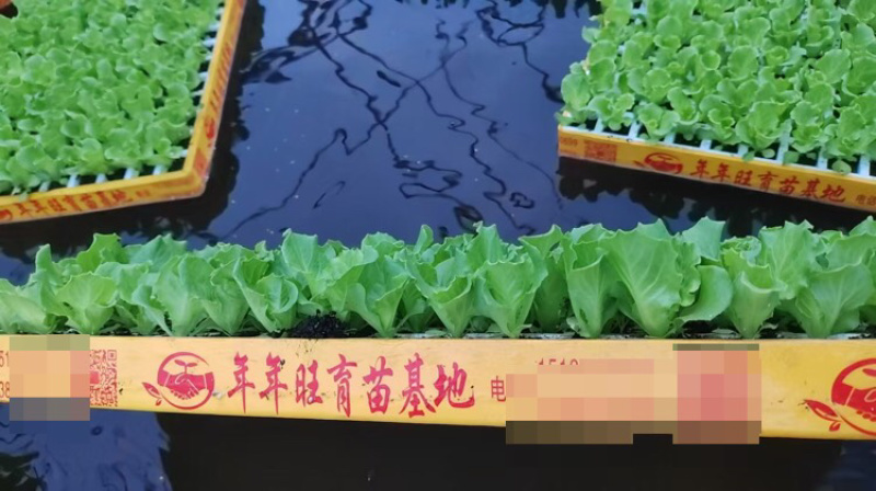 意大利生菜苗基地供应量大质优价格优惠一手货源