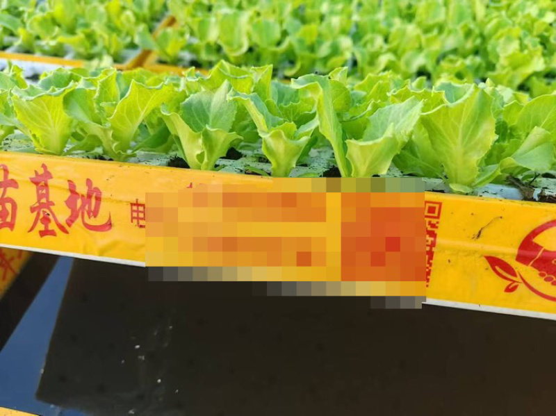 意大利生菜苗基地供应量大质优价格优惠一手货源