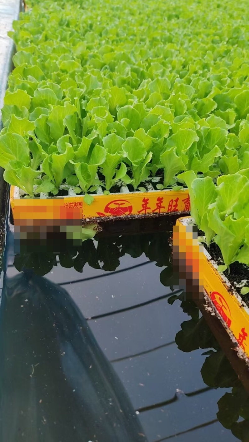 意大利生菜苗基地供应量大质优价格优惠一手货源