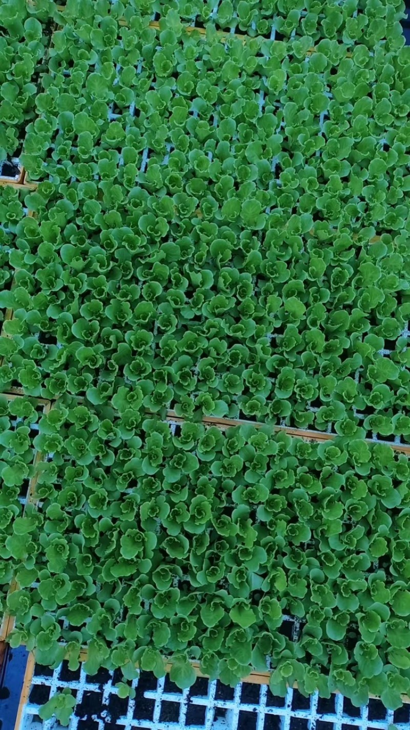 意大利生菜苗基地供应量大质优价格优惠一手货源