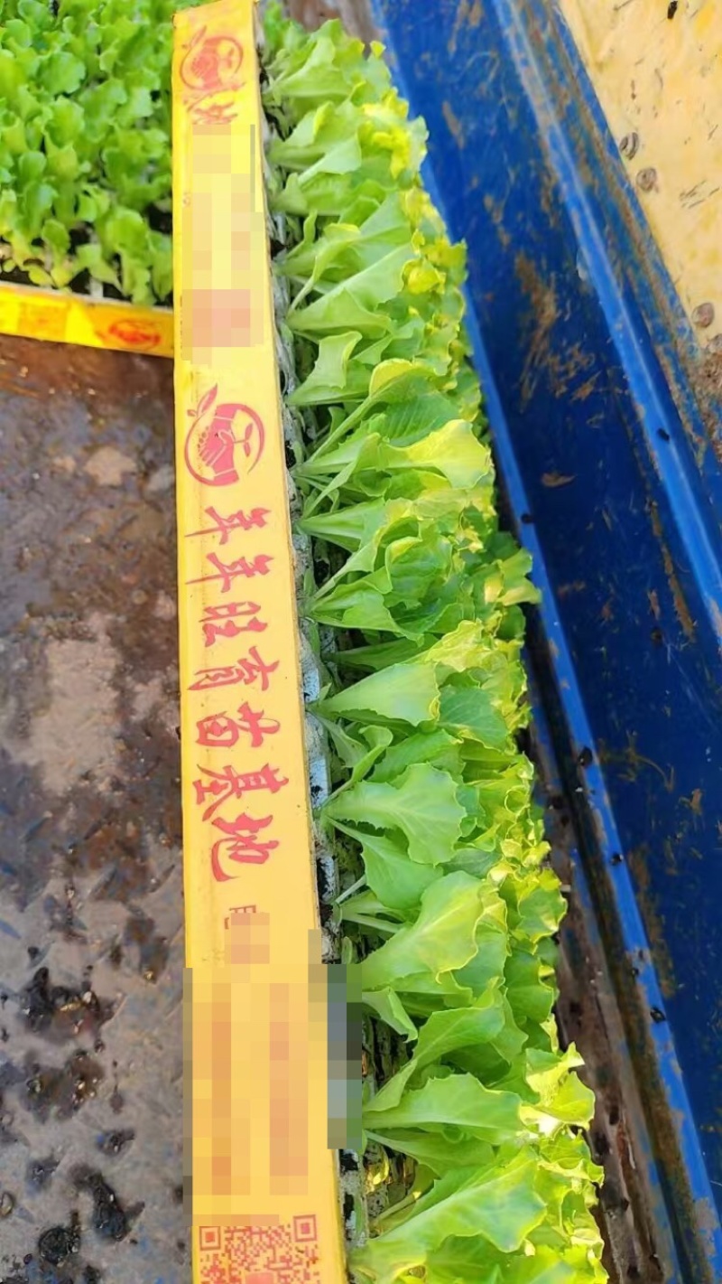 意大利生菜苗基地供应量大质优价格优惠一手货源