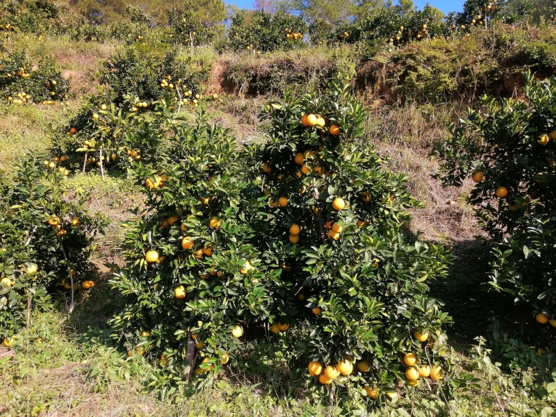 赣南脐橙新鲜橙子脐橙产地直发对接全国市场货源稳定