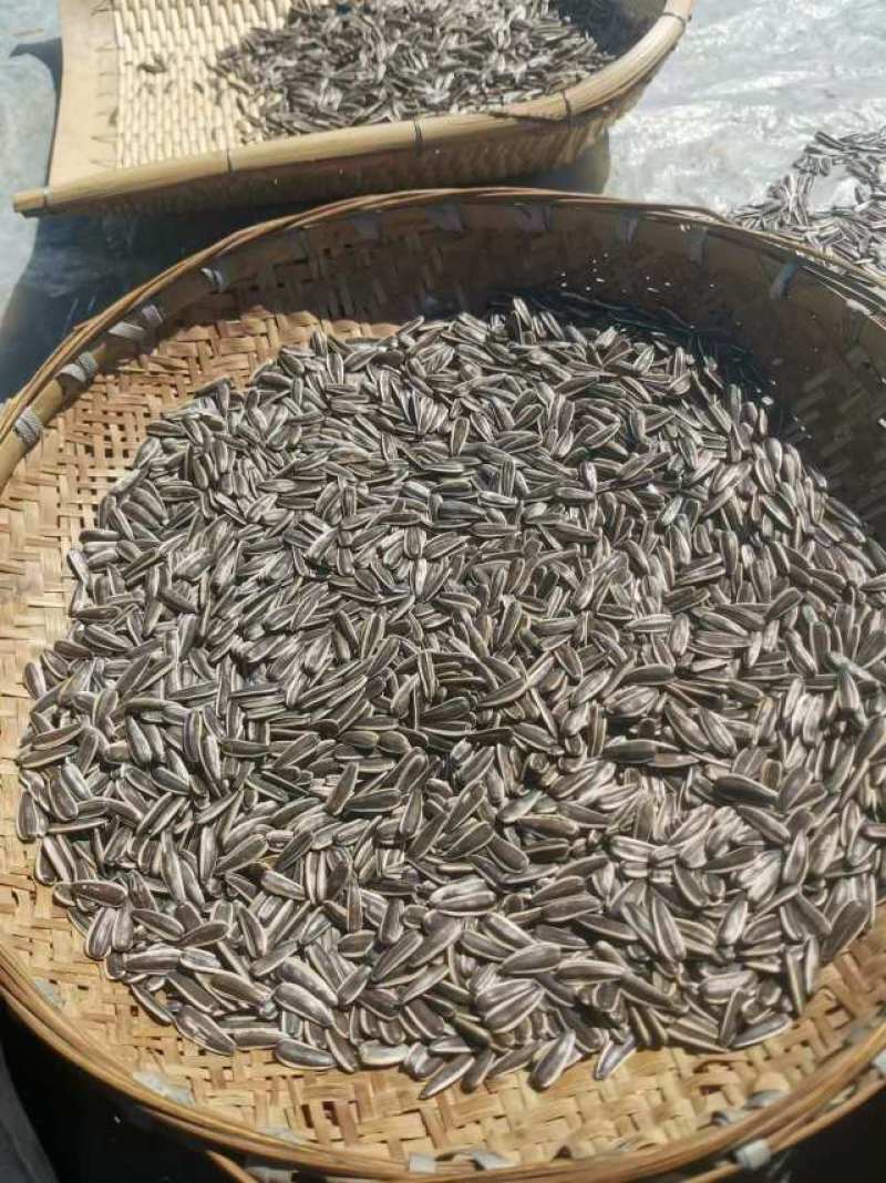 新鲜葵花籽，营养丰富，产地直供