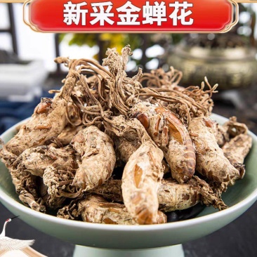 金蝉花新货金蝉花规格齐全闪电发货量大从优