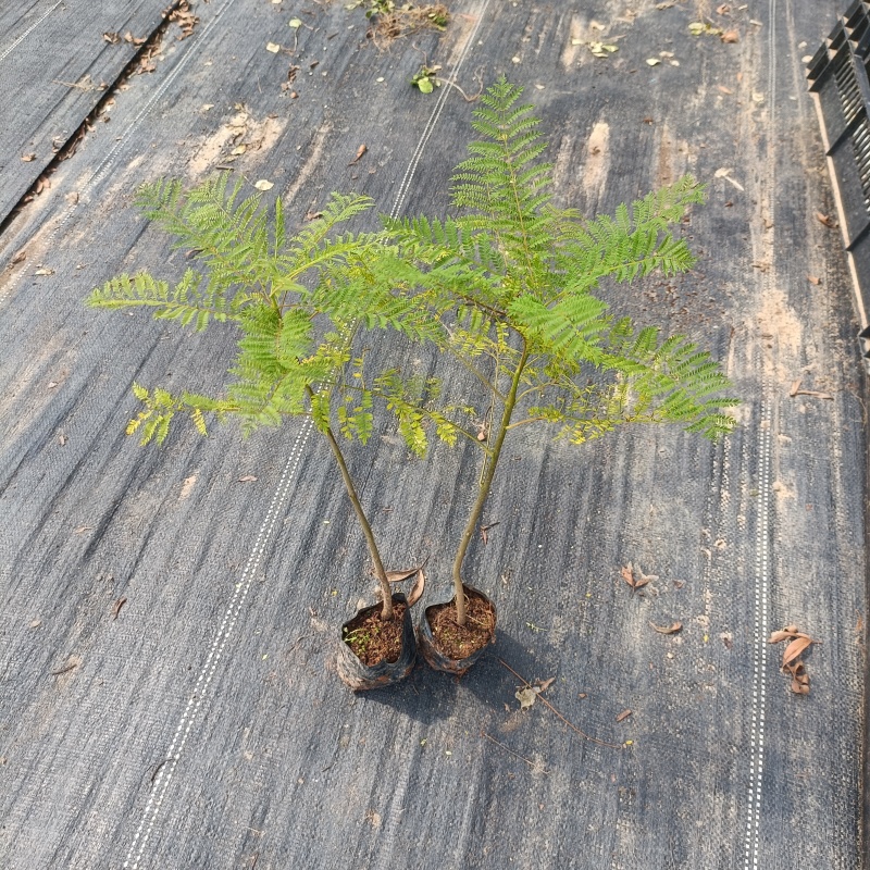 蓝花楹袋苗蓝花楹小杯苗开花植物不包邮量大从优