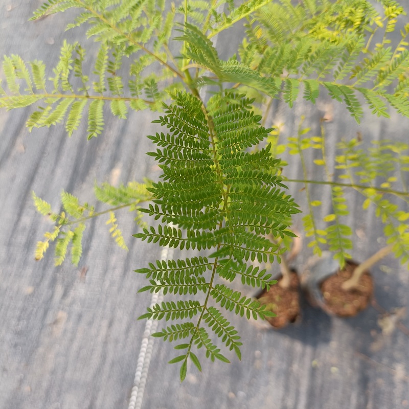 蓝花楹袋苗蓝花楹小杯苗开花植物不包邮量大从优
