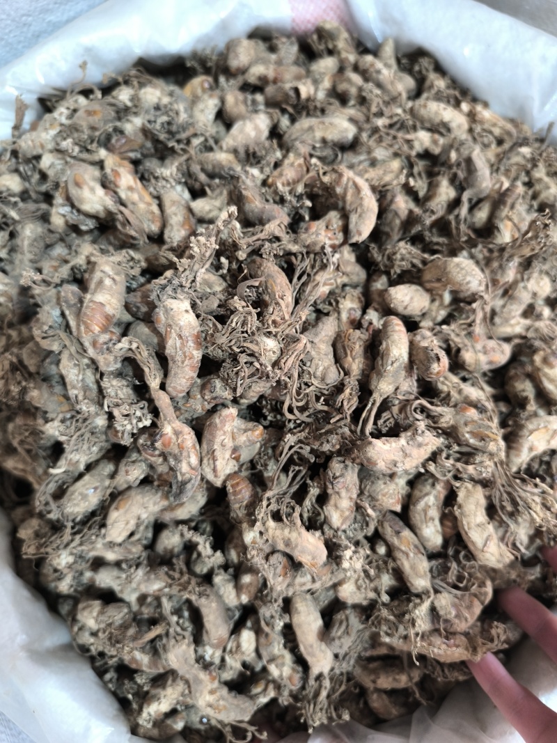 金蝉花新货金蝉花规格齐全闪电发货量大从优