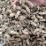 金蝉花新货金蝉花规格齐全闪电发货量大从优
