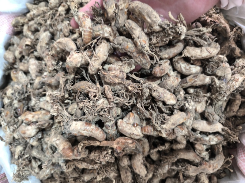 金蝉花新货金蝉花规格齐全闪电发货量大从优