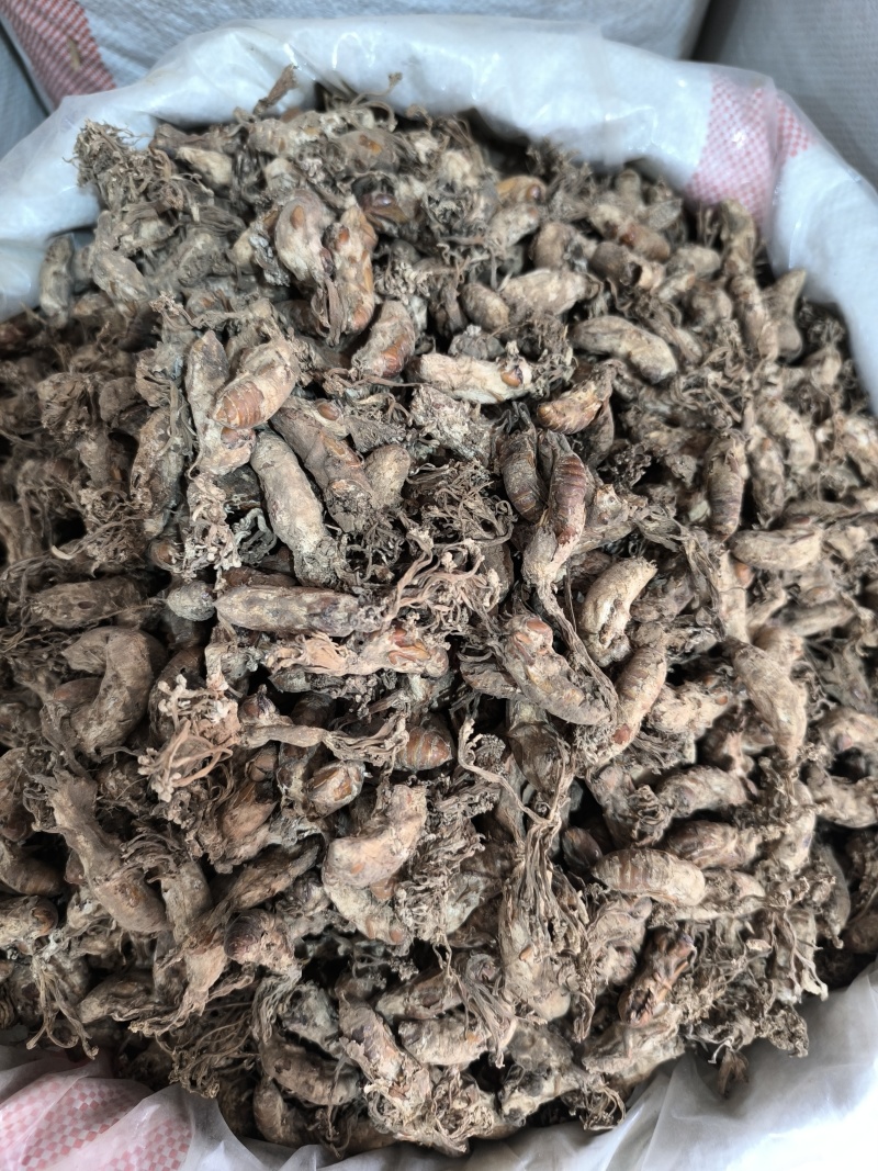 金蝉花新货金蝉花规格齐全闪电发货量大从优