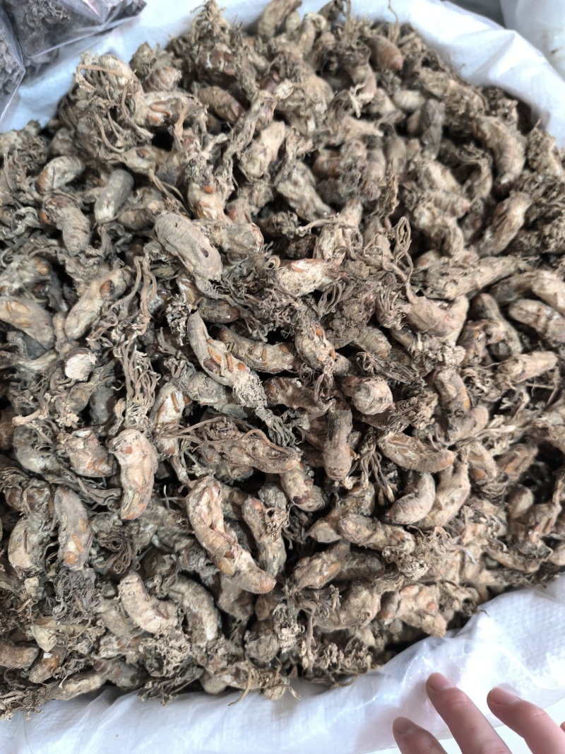 金蝉花新货金蝉花规格齐全闪电发货量大从优