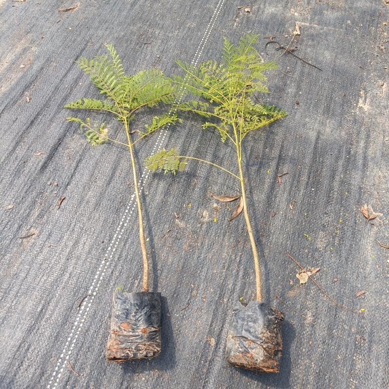 蓝花楹袋苗蓝花楹小杯苗开花植物不包邮量大从优