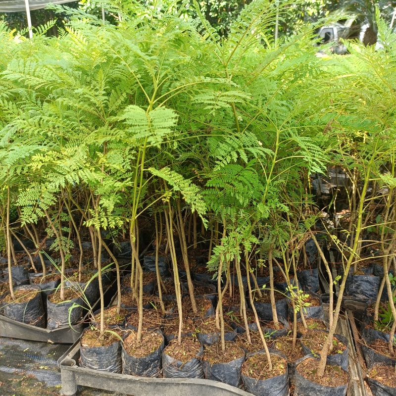 蓝花楹袋苗蓝花楹小杯苗开花植物不包邮量大从优