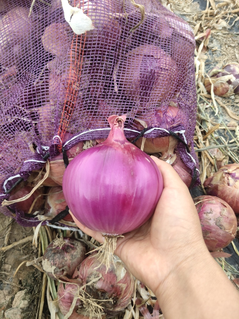 粉葱