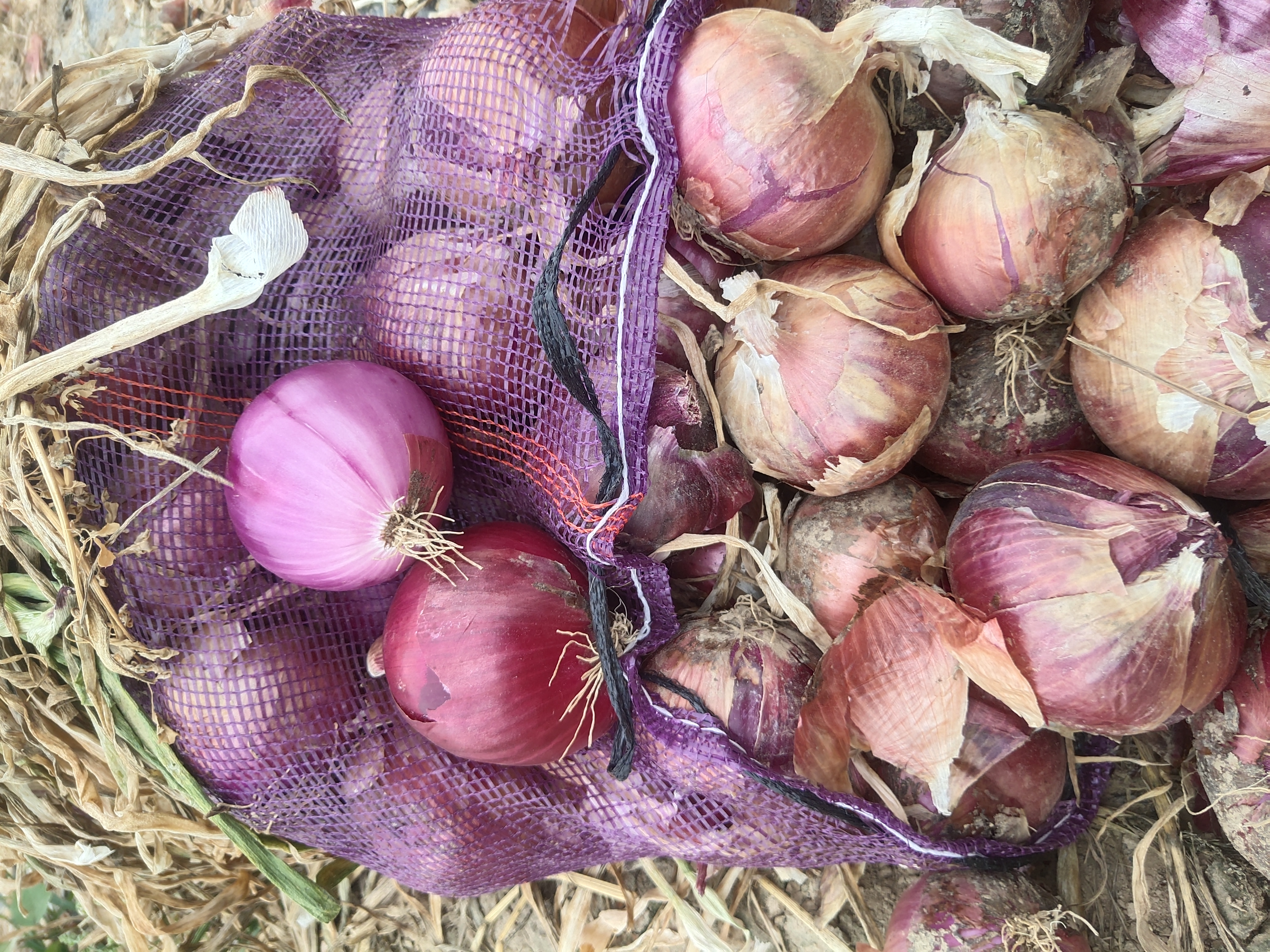 小葱夏季播种田间管理图