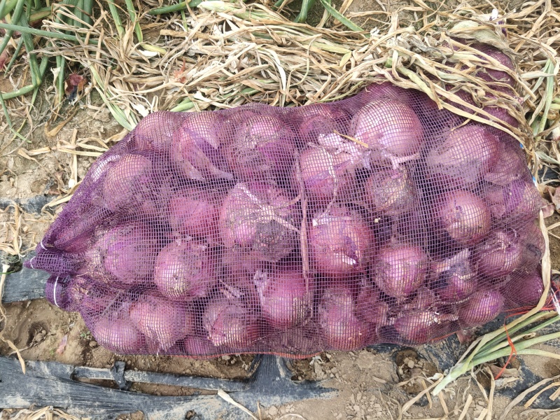 粉葱