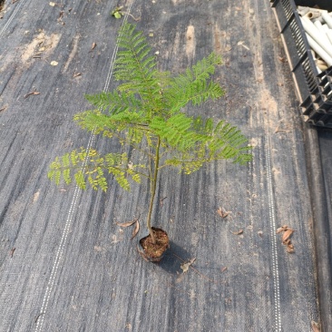 蓝花楹袋苗蓝花楹小杯苗开花植物不包邮量大从优