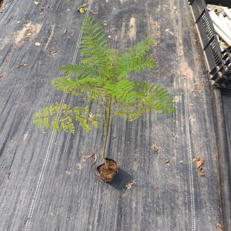 蓝花楹袋苗蓝花楹小杯苗开花植物不包邮量大从优