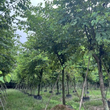宫粉紫荆