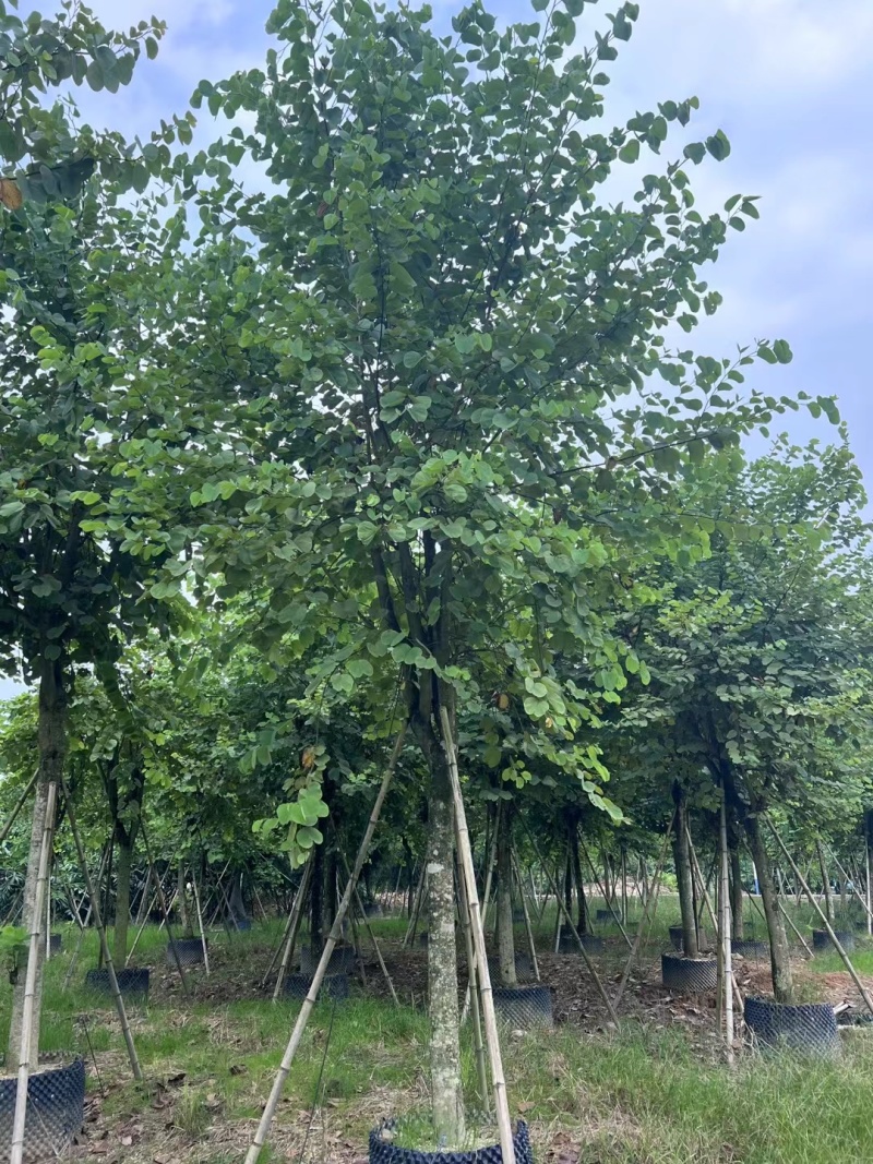 宫粉紫荆