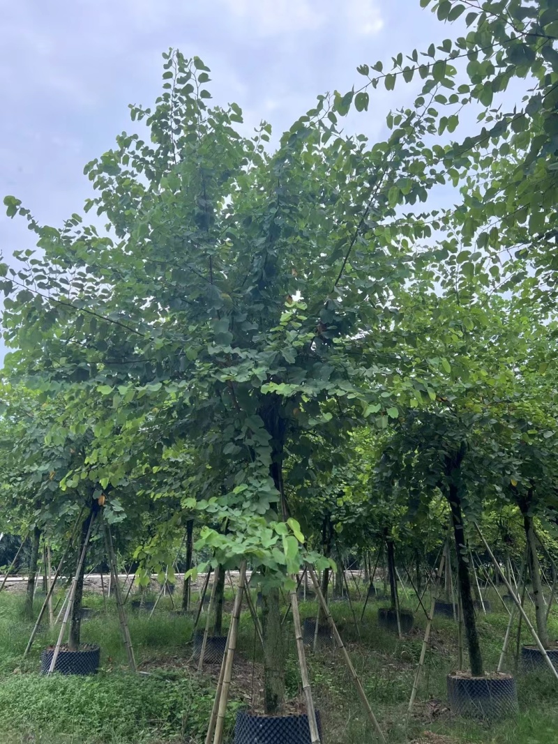 宫粉紫荆