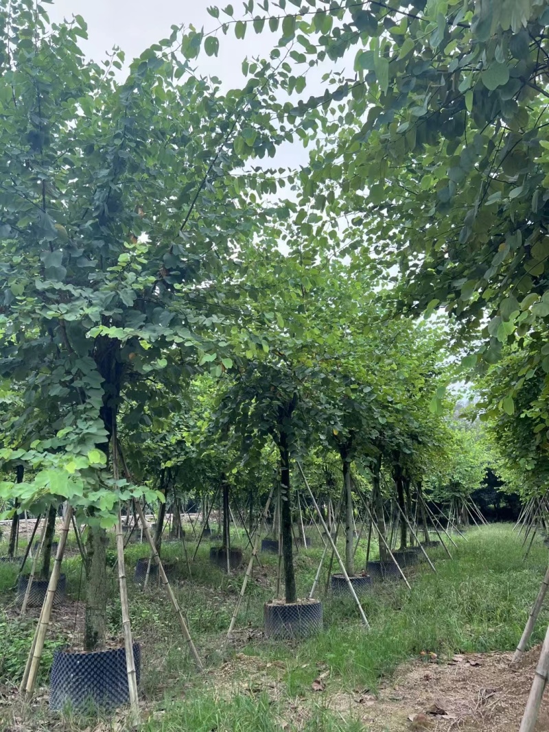 宫粉紫荆