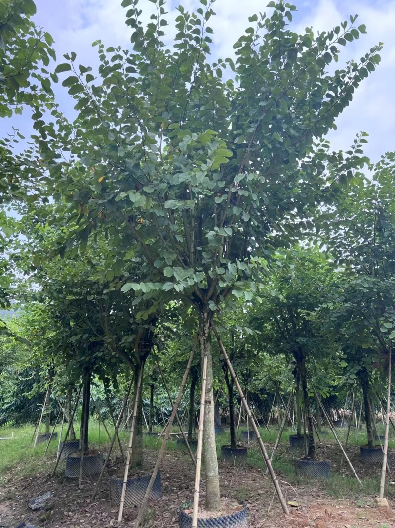 宫粉紫荆