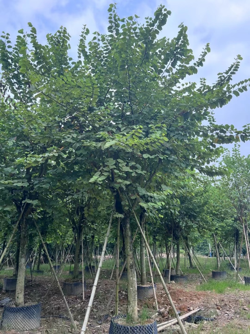 宫粉紫荆