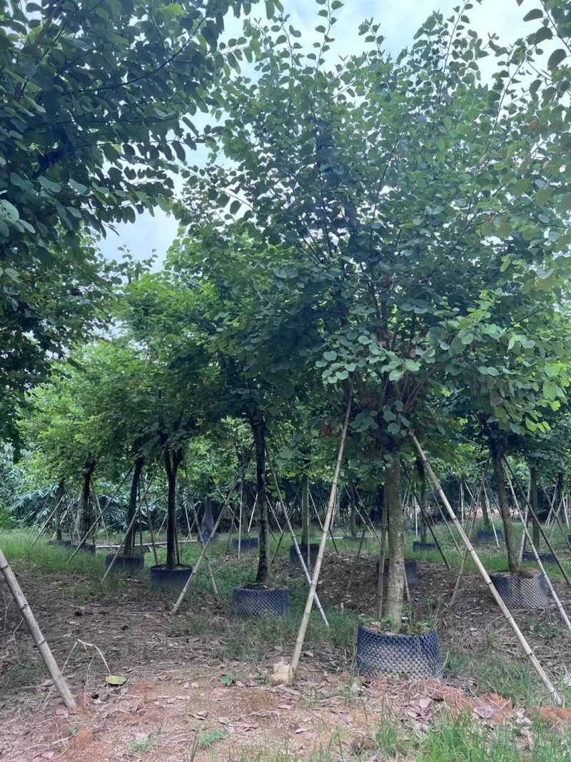 宫粉紫荆