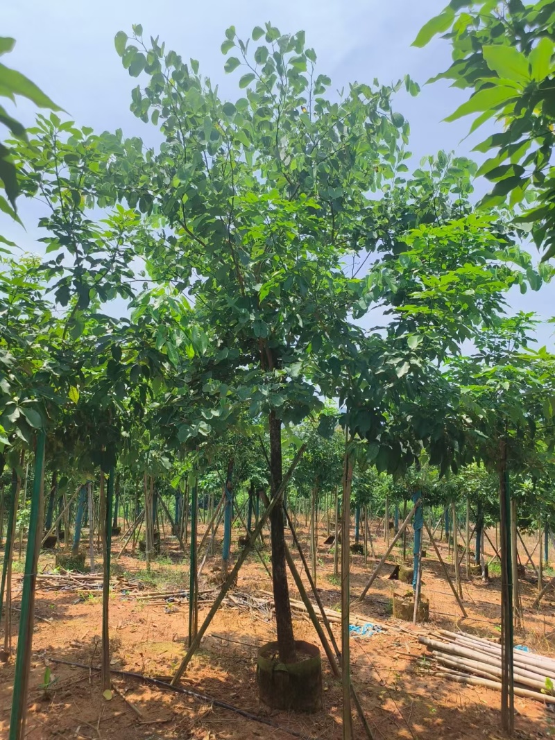 宫粉紫荆