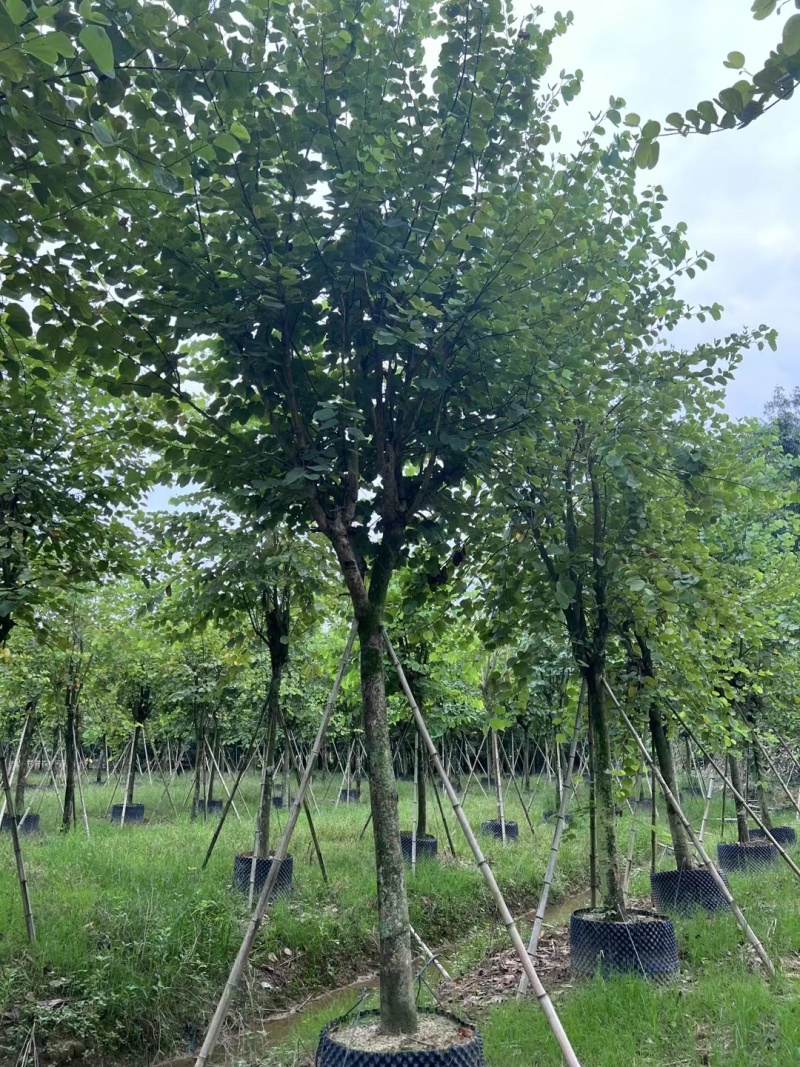 宫粉紫荆