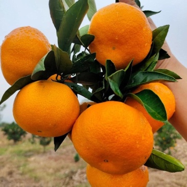 湖北柑桔特早熟蜜橘皮薄清香汁水饱满橘香味浓