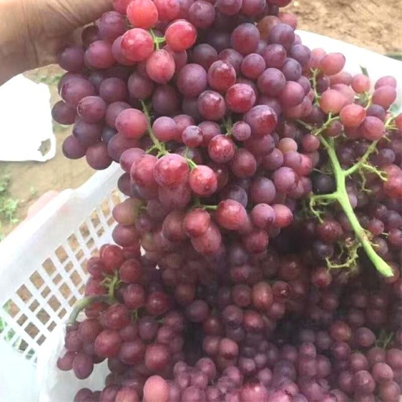 新疆吐鲁番玻璃脆葡萄，葡萄皇后口感脆甜（弗雷）