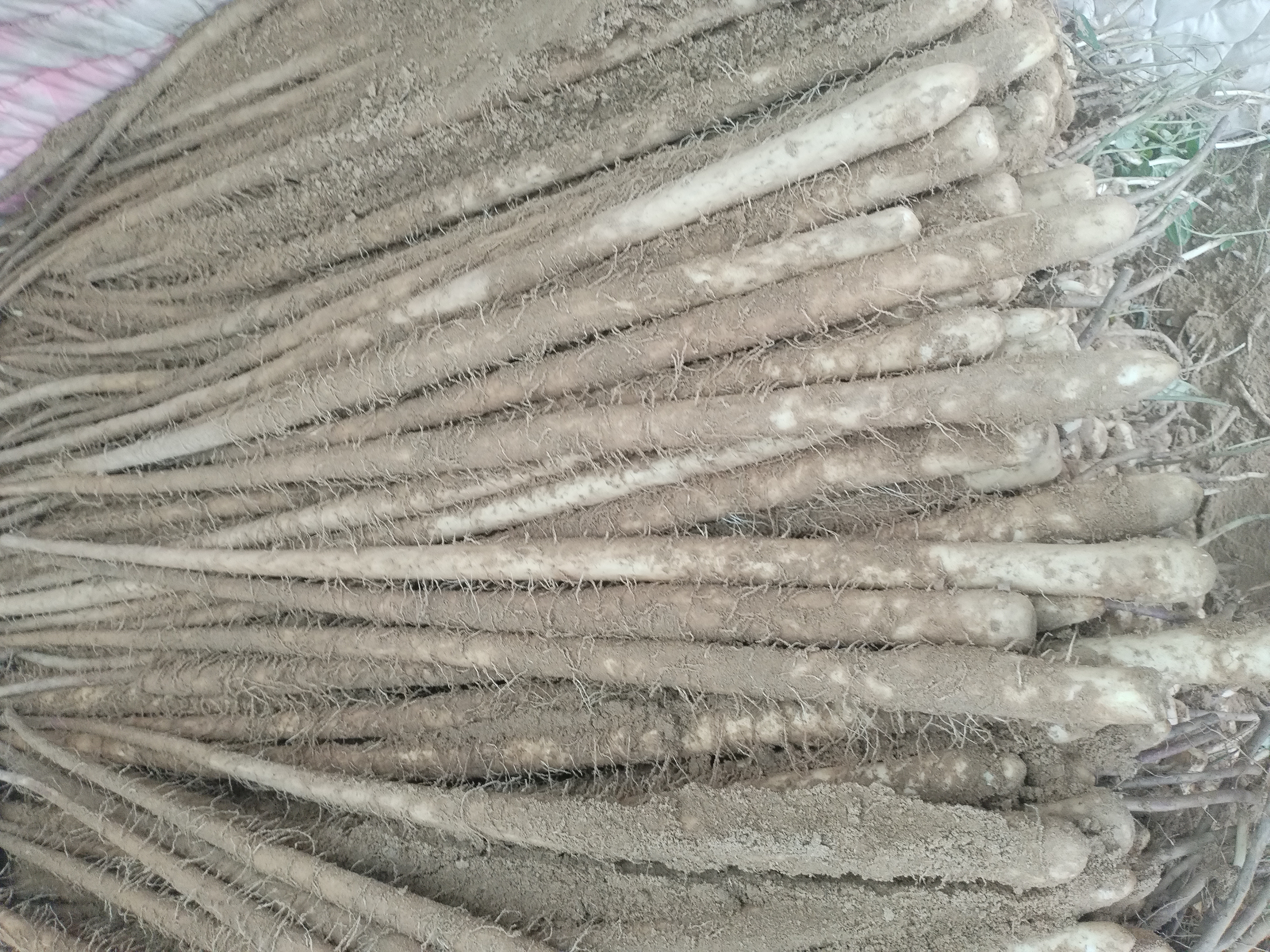 双棒山药与其他常见山药品种对比图