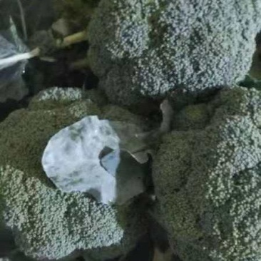 西兰花大量供应货源充足量大从优欢迎订购