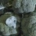 西兰花大量供应货源充足量大从优欢迎订购