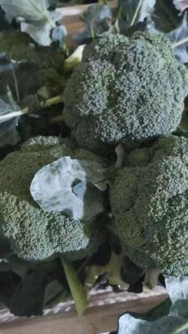 西兰花大量供应货源充足量大从优欢迎订购