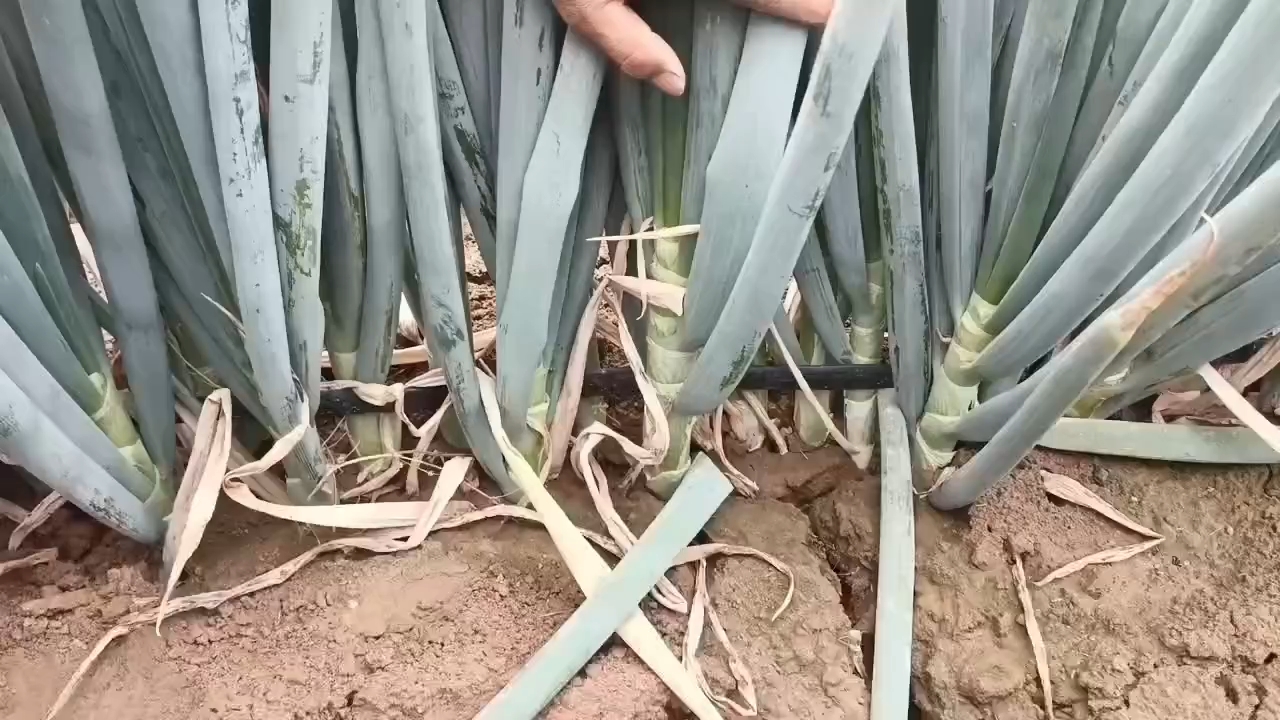 不同铁杆大葱品种对比图