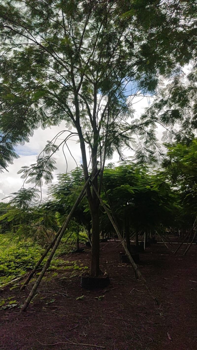 凤凰木20～21分